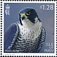 Peregrine Falcon Falco peregrinus  2023 Birds of prey 