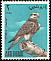 Lanner Falcon Falco biarmicus  1965 Falconry 