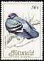 Rock Dove Columba livia  1984 Birds, countryname white 