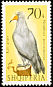 Egyptian Vulture Neophron percnopterus  1966 Birds of prey 