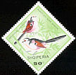 Long-tailed Tit Aegithalos caudatus  1968 Birds 