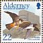Eurasian Hobby Falco subbuteo  2002 Migrating birds Sheet