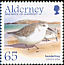 Sanderling Calidris alba  2005 Migrating birds 
