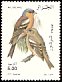 Eurasian Chaffinch Fringilla coelebs  2000 Birds 