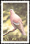 Plain Pigeon Patagioenas inornata  1980 Birds 