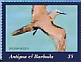 Brown Noddy Anous stolidus  2022 Birds Sheet