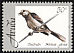 Tropical Mockingbird Mimus gilvus  1998 Arubian birds 