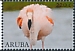 American Flamingo Phoenicopterus ruber  2022 Flamingo 