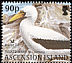 Masked Booby Sula dactylatra  2004 BirdLife International p 14Â½x13Â¾