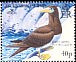 Brown Booby Sula leucogaster  2005 BirdLife International 