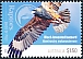 Grey Falcon Falco hypoleucos Grey Falcon Falco hypoleucos