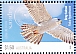 Grey Falcon Falco hypoleucos Grey Falcon Falco hypoleucos