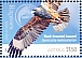 Black-breasted Buzzard Hamirostra melanosternon Black-breasted Buzzard Hamirostra melanosternon