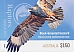 Grey Falcon Falco hypoleucos Grey Falcon Falco hypoleucos