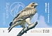 Little Eagle Hieraaetus morphnoides Little Eagle Hieraaetus morphnoides