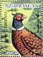 Common Pheasant Phasianus colchicus  2000 Pheasants  MS