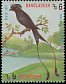 Greater Racket-tailed Drongo Dicrurus paradiseus  1994 Birds p 13Â¾x14Â½