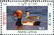 Red-crested Pochard Netta rufina  2013 Migratory birds Sheet