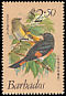 American Redstart Setophaga ruticilla  1979 Birds 