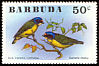 Lesser Antillean Euphonia Chlorophonia flavifrons  1976 Birds 