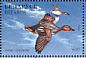 Gadwall Mareca strepera  1996 Ducks and wading birds Sheet