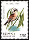 Eurasian Penduline Tit Remiz pendulinus  1998 Songbirds in the Red Book 
