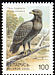 Lesser Spotted Eagle Clanga pomarina  2000 Birds in the Red Book 