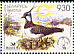 Northern Lapwing Vanellus vanellus  2006 Bird of the year BirdLife 