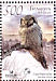 Northern Hawk-Owl Surnia ulula  2007 Owls BirdLife Sheet with 2 sets