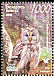 Ural Owl Strix uralensis  2008 Owls BirdLife 