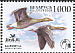 Greylag Goose Anser anser  2009 Bird of the year BirdLife 