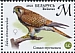 Common Kestrel Falco tinnunculus  2021 Falcons 