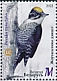 Eurasian Three-toed Woodpecker Picoides tridactylus  2022 Woodpeckers 