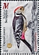 Middle Spotted Woodpecker Dendrocoptes medius  2022 Woodpeckers 