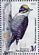 Eurasian Three-toed Woodpecker Picoides tridactylus  2022 Woodpeckers Sheet
