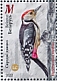 Middle Spotted Woodpecker Dendrocoptes medius  2022 Woodpeckers Sheet