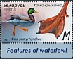 Mallard Anas platyrhynchos  2023 Waterfowl 
