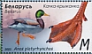 Mallard Anas platyrhynchos  2023 Waterfowl Sheet