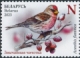 Common Redpoll Acanthis flammea  2023 Birds, winter guests of Belarus 