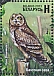 Short-eared Owl Asio flammeus  2023 Birds of Belarus - Strigiformes Sheet
