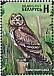 Short-eared Owl Asio flammeus  2023 Birds of Belarus - Strigiformes 