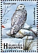 Snowy Owl Bubo scandiacus  2023 Birds of Belarus - Strigiformes 