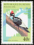 Ivory-billed Woodpecker Campephilus principalis  1996 Birds 