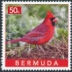 Northern Cardinal Cardinalis cardinalis  2023 Backyard birds 