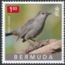 Grey Catbird Dumetella carolinensis  2023 Backyard birds 