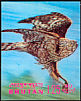 Eurasian Goshawk Accipiter gentilis  1969 Birds 3-D stamps