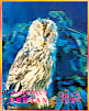 Tawny Owl Strix aluco  1969 Birds Sheet, 3-D stamps