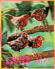 Red Avadavat Amandava amandava  1969 Birds Sheet, 3-D stamps