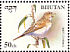 Singing Bush Lark Mirafra javanica  1998 Birds Sheet
