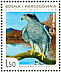 Eurasian Goshawk Accipiter gentilis  2008 Birds of Hutovo Blato 
